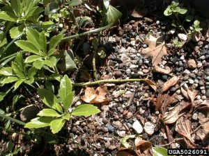 Lire la suite à propos de l’article Traiter la brûlure de Volutella sur Pachysandra : qu'est-ce que la brûlure de Pachysandra Volutella