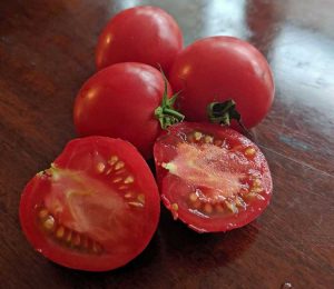 Lire la suite à propos de l’article Arkansas Traveler Care – Comment faire pousser des tomates Arkansas Traveler