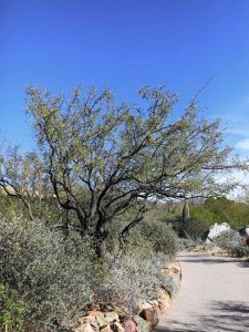 Lire la suite à propos de l’article Informations Velvet Mesquite: Qu'est-ce qu'un arbre Velvet Mesquite