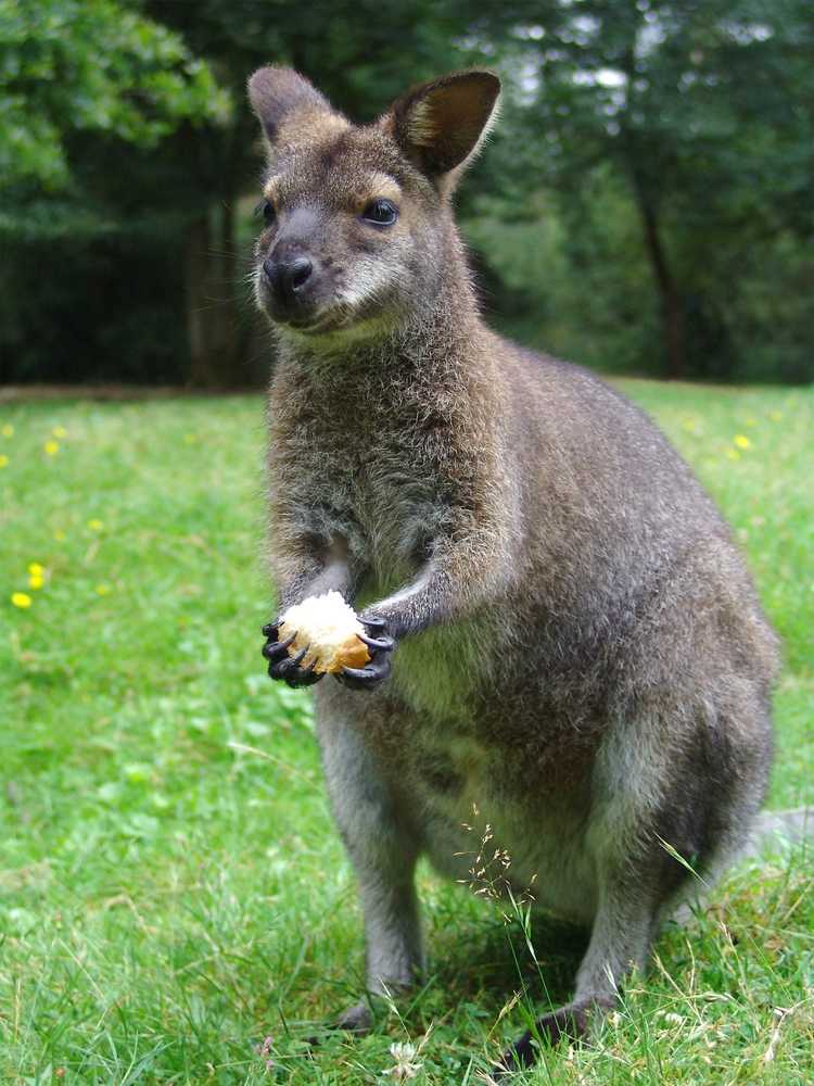 Lire la suite à propos de l’article Plantes à l'épreuve des wallabies : conseils pour éloigner les wallabies des jardins