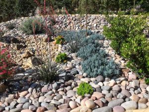 Lire la suite à propos de l’article Principes du Xeriscape : conseils pour un xériscapage respectueux de l'eau