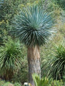 Lire la suite à propos de l’article Soins du yucca à bec – Comment faire pousser une plante de yucca bleu à bec