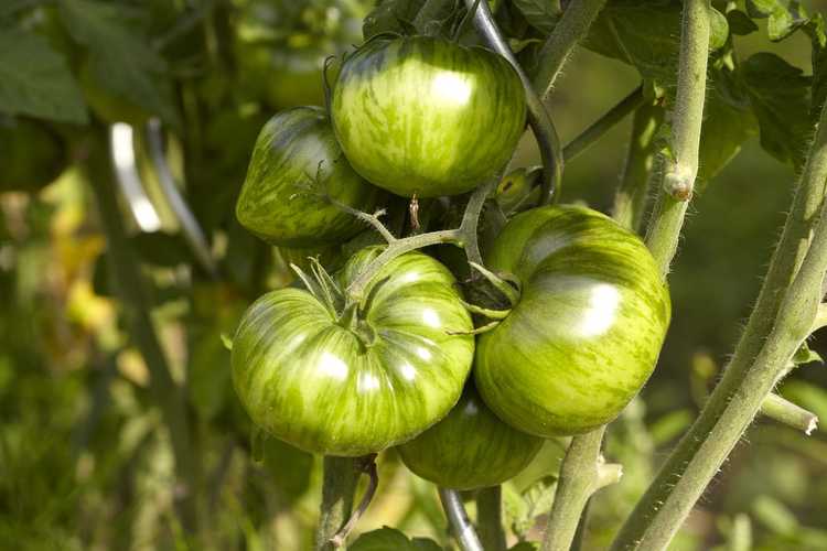 You are currently viewing Tomates zébrées vertes: comment faire pousser des plantes zébrées vertes dans le jardin