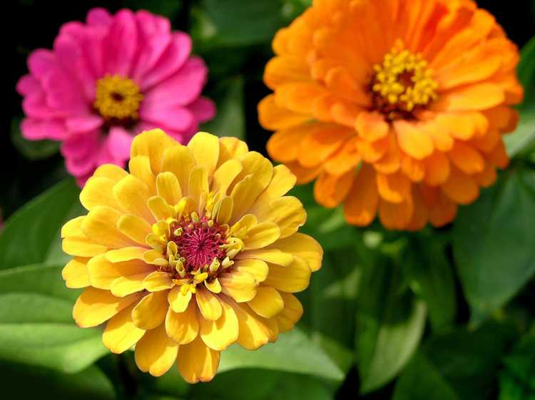 You are currently viewing Cultivars de plantes Zinnia – Quels sont les types populaires de zinnias à cultiver