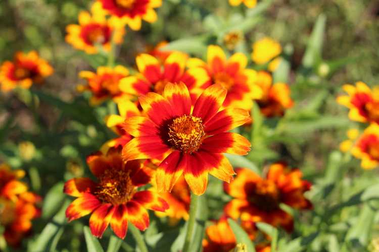 You are currently viewing Qu'est-ce que le zinnia mexicain – Cultiver des zinnias mexicains dans le jardin