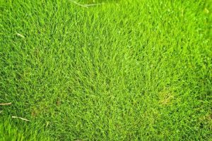 Lire la suite à propos de l’article Faits sur Zoysia Grass: Problèmes avec Zoysia Grass