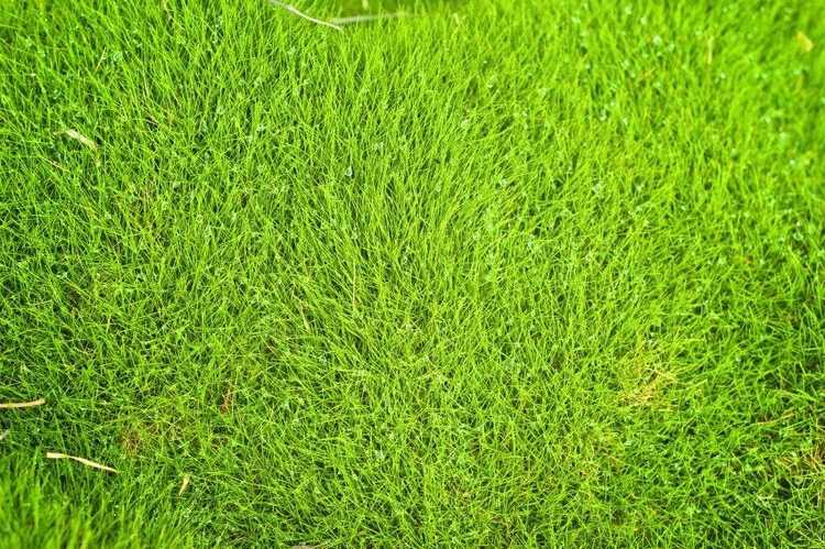 You are currently viewing Faits sur Zoysia Grass: Problèmes avec Zoysia Grass